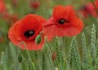 Robert Nixon Betts_We will remember them.jpg